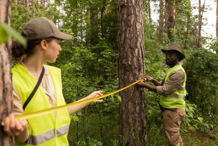 How Professionals Evaluate Tree Stability and Safety